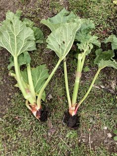 three green vegetables are growing in the grass on the ground, with leaves still attached to them