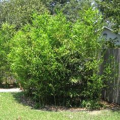 a tall green bush in the middle of a yard next to a fence and shed