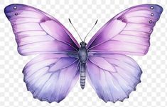 a purple butterfly on a white background with no background, hd png and psd