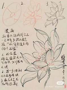 Japan Flower Drawing, Tattoos Down Spine, Floral Tattoo Design Drawings, Peony Drawing, Japanese Flower Tattoo, Japan Tattoo Design, Red Lotus, Lotus Art