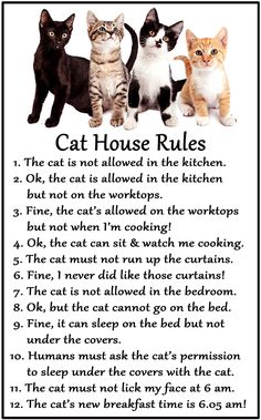 three cats standing next to each other with the words cat house rules written below them