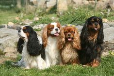 four dogs are sitting in the grass together