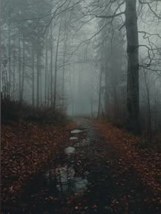 a path in the middle of a foggy forest with leaves on the ground and trees