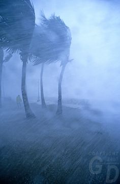 two palm trees blowing in the wind on a foggy day with blue sky and clouds