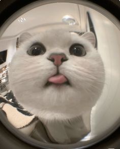 a white cat sticking its tongue out and looking at the camera through a round mirror