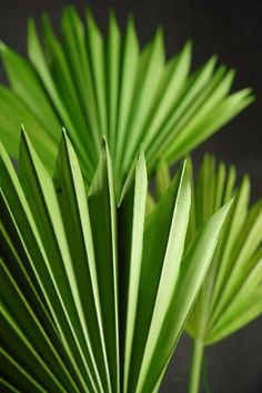 two green palm leaves in a vase on a table with a black surface behind them