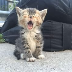 a kitten yawning while sitting on the ground