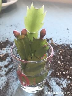 a small green plant in a clear glass vase on a table top with dirt around it