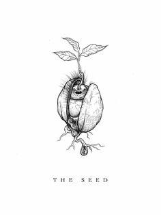 a black and white drawing of a seed plant with the words, the seed on it