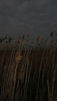 the tall grass is blowing in the wind