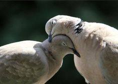 two white birds with their beaks touching each other