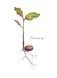 Oak seedling illustration, digital Seed Tattoo, Roots Drawing, Seed Illustration, Oak Tree Tattoo, Tree Seedlings, Boutique Logo Design, Plant Tattoo, Plant Drawing, Flower Logo