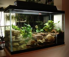 an aquarium with plants and rocks in it