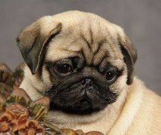 a small pug dog sitting on top of a bed of flowers next to a stuffed animal