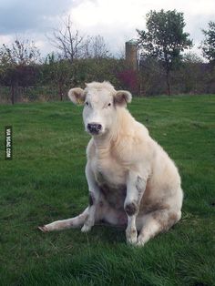 a white cow sitting on top of a lush green field