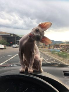 a hairless cat sitting on the dashboard of a car in front of a street