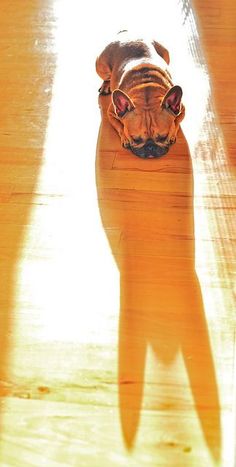 a dog is standing on the floor with its head down and his shadow cast on the ground