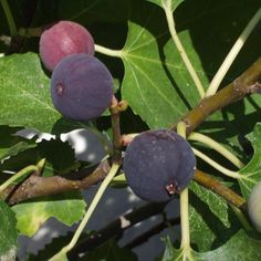 the fruit is ripe and ready to be picked from the tree in the fall or winter