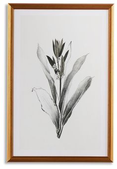 a black and white drawing of a flower in a gold frame on a wall or floor