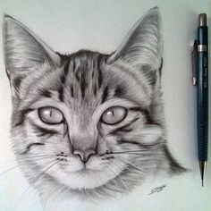 a pencil drawing of a cat's face