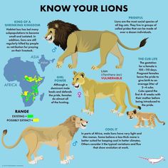 lions are the only animals that can be found in different places around the world, and they