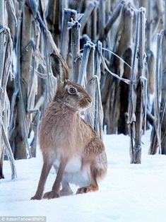 a brown rabbit sitting in the snow next to wooden posts