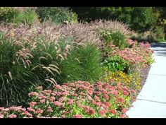 some very pretty flowers and plants by the sidewalk