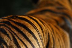 a close up view of the back end of a tiger's head and neck