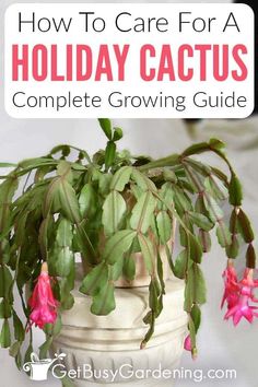 a potted plant with pink flowers and green leaves in it, text overlay reads how to care for a holiday cactus complete growing guide