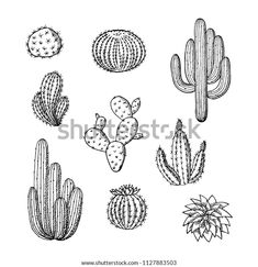 hand drawn cactus and succulents set on white background stock photo royaltyvector