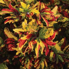 red and yellow flowers with green leaves in the background