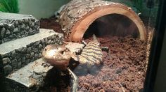 a snail crawling out of its hole in the dirt next to some rocks and plants