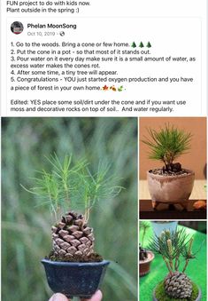 a person holding a small potted plant with pine cones in it and the caption is