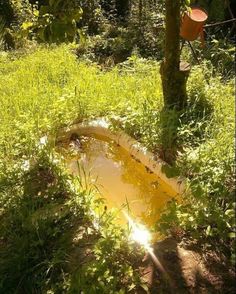 the sun shines brightly through the trees and grass near a puddle in the ground