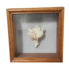 a sea shell in a wooden frame on a white background