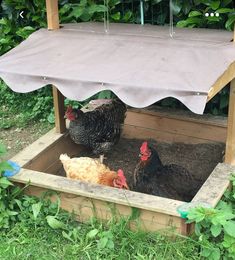 two chickens in a wooden coop with an awning over the top and grass around them