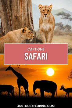 lions and giraffes in the wild with caption saying captions safari