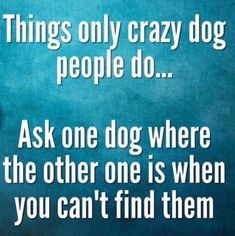 there is a quote about dogs that says, things only crazy dog people do ask one dog where the other one is when you can't find them