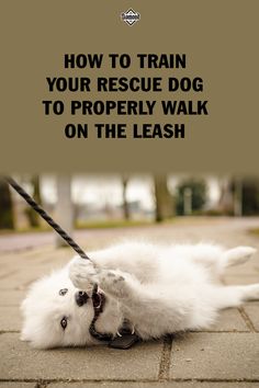 a white dog laying on it's back with the words how to train your rescue dog to properly walk on the leash