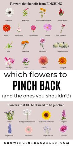 the different types of flowers are shown in this poster