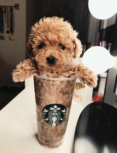 a dog is sitting in a starbucks cup