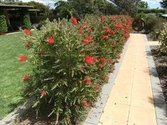 red flowers are growing on the side of a sidewalk in front of some bushes and trees