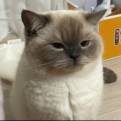 a cat sitting on the floor next to a box