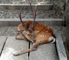 a deer laying down on some concrete steps