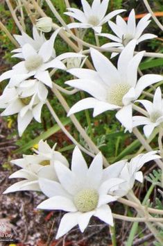 some white flowers are growing in the grass