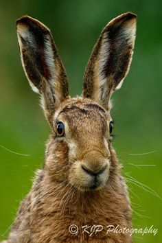 a close up of a brown rabbit's face