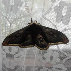 a large moth sitting on top of a window sill in front of a curtain