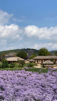 purple flowers in the foreground and houses in the background with clouds in the sky