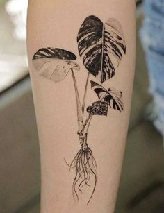 a black and white photo of a plant on the leg, with roots attached to it