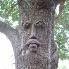 a tree with a face carved into it's trunk in the shape of a man